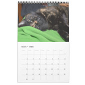 Akira the Tortie Bengalisch 2017 Mittelkalender Kalender (Mär 2026)