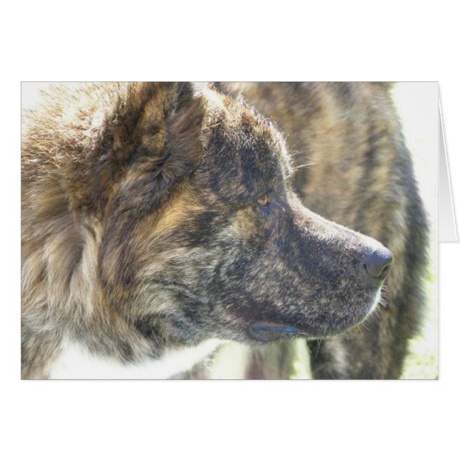 Akita Cards (Vorderseite (Horizontal))