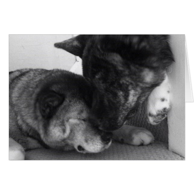 Akita Cards (Vorderseite (Horizontal))