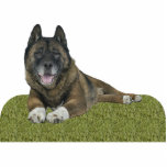 Akita Freistehende Fotoskulptur<br><div class="desc">Diese Fotoskulptur ist von einem schönen Akita. Sie können diesen Entwurf besonders anfertigen und ihn in einer Vielzahl von Größen bestellen. Dieser Akita-Entwurf ist auch verfügbar als geformte,  Ausschnittmagneten,  Verzierungen,  Buttone und Schlüsselanhänger.</div>