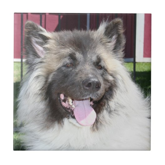 Akita-Hund Fliese (Vorderseite)