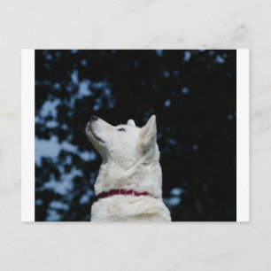 akita-inu-5.png postkarte