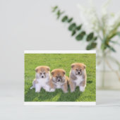 Akita Inu Dog Welpen Postkarte (Stehend Vorderseite)