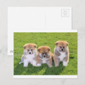 Akita Inu Dog Welpen Postkarte (Vorne/Hinten)