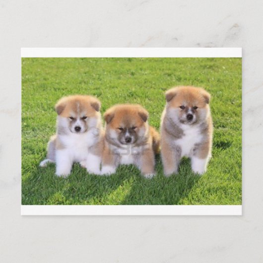 Akita Inu Dog Welpen Postkarte (Vorderseite)
