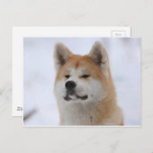 Akita Inu Hund sieht ernst aus Postkarte (Vorne/Hinten)