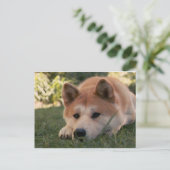 Akita Inu Hund tiefe Gedanken Postkarte (Stehend Vorderseite)