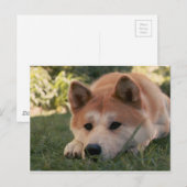Akita Inu Hund tiefe Gedanken Postkarte (Vorne/Hinten)