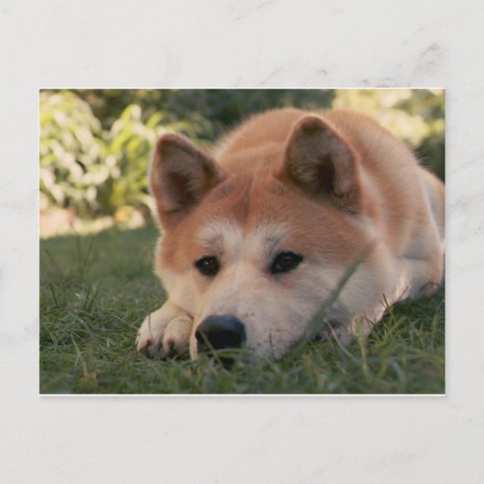 Akita Inu Hund tiefe Gedanken Postkarte (Vorderseite)