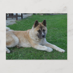 akita lay.png postkarte