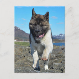 Akita Postkarte