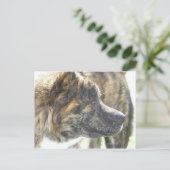 Akita Postkarte (Stehend Vorderseite)