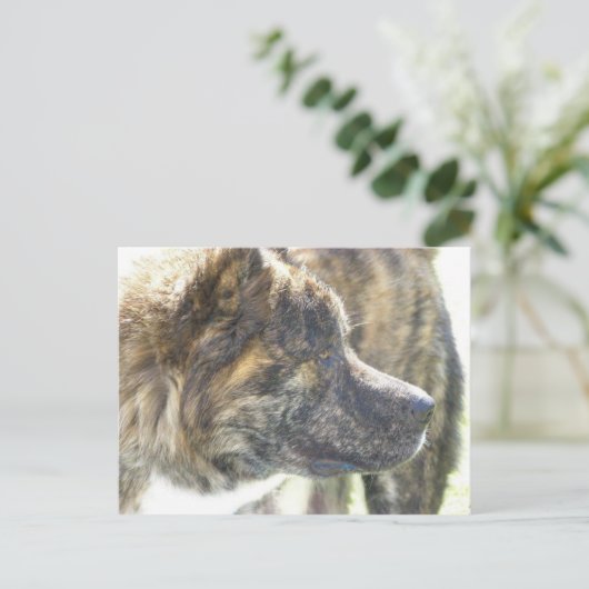 Akita Postkarte (Stehend Vorderseite)