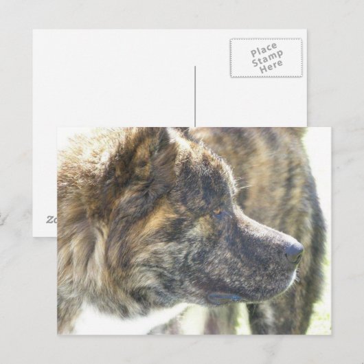 Akita Postkarte (Vorne/Hinten)