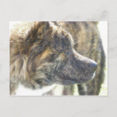 Akita Postkarte (Vorderseite)