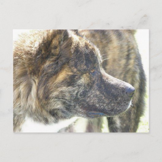 Akita Postkarte (Vorderseite)