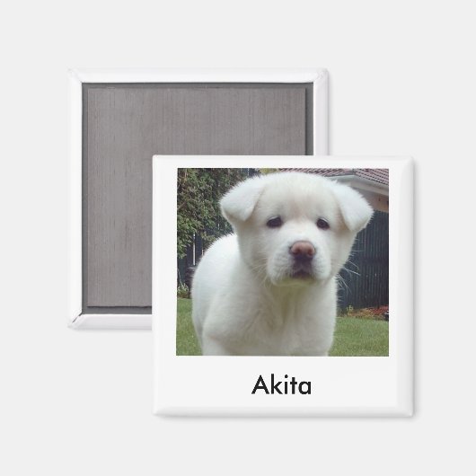 Akita Puppy Magnet (Vorderseite/Rückseite)