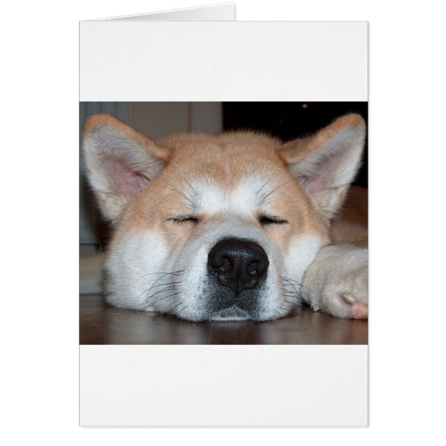 akita sleeping.png (Vorne)