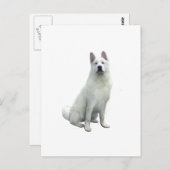 Akita - weiß postkarte (Vorne/Hinten)