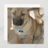 Akita Welpe-Einladung Einladung (Vorne/Hinten)