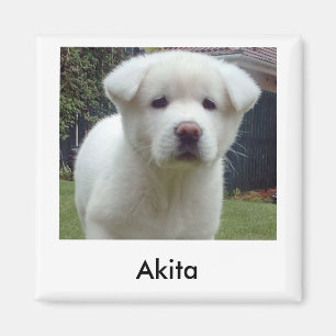 Akita-Welpen-Magnet Magnet