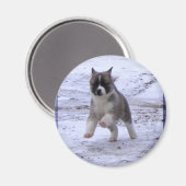 Akita Welppy Magnete Magnet (Vorderseite/Rückseite)