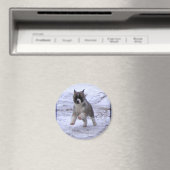 Akita Welppy Magnete Magnet (In Situ (Geschirrspüler))