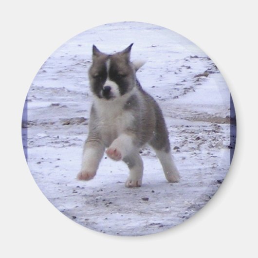 Akita Welppy Magnete Magnet (Vorne)