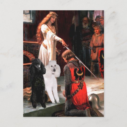 Akkolade - Poodle (ZWEI Standard) Postkarte (Vorderseite)