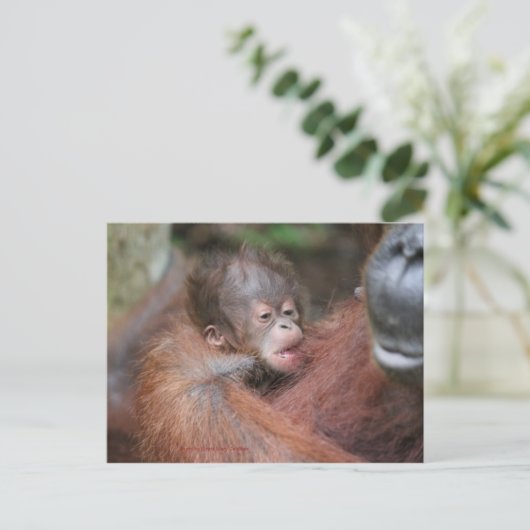 Akmad's neuer Baby-Sohn im Lager Leakey Ankündigungspostkarte (Stehend Vorderseite)