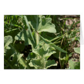 Akrida (Vorderseite (Horizontal))