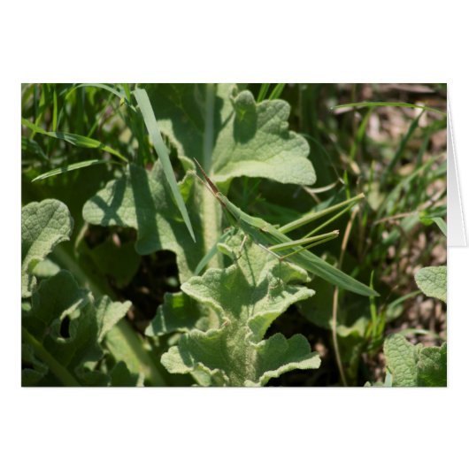 Akrida (Vorderseite (Horizontal))