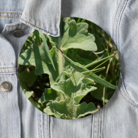 Akrida Button (Beispiel)