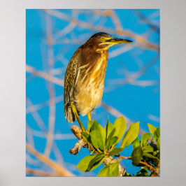 Akt Natural 16 x 20 Poster