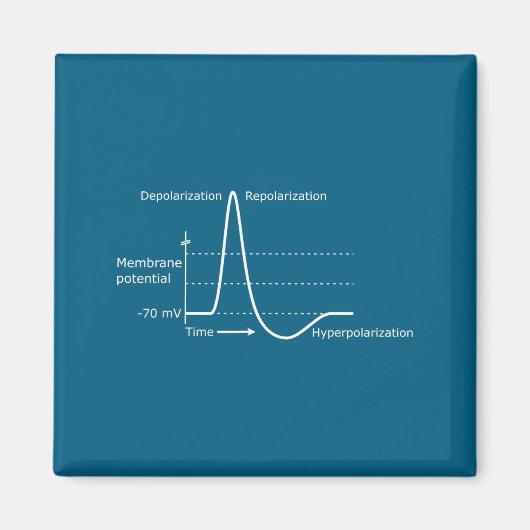 Aktionspotential Neurowissenschaften Neurotransmit Magnet (Vorne)