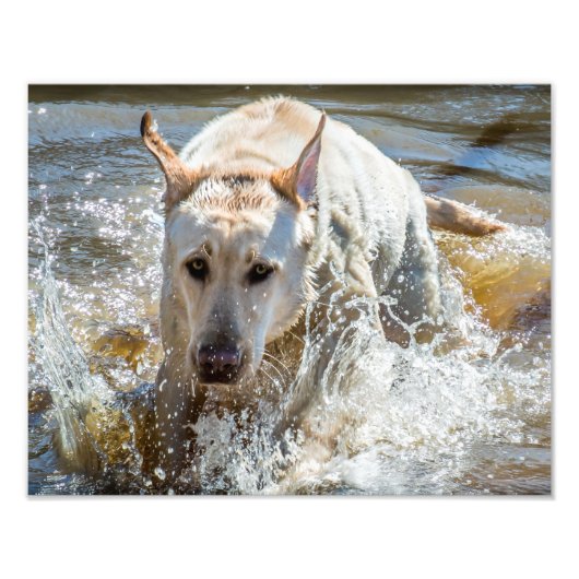 Aktives gelbes Labrador-Splashing: Fotografie von  (Vorne)