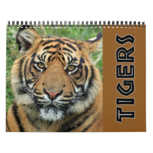 Aktueller Wilder Tiger Kalender
