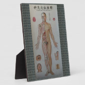 Akupunkturpunkte Vollkörpervorderwand Fotoplatte (Seite)