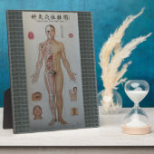 Akupunkturpunkte Vollkörpervorderwand Fotoplatte (Seite)