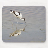 Akurvirostra avosetta mousepad (Vorne)