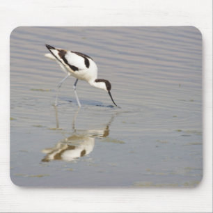 Akurvirostra avosetta mousepad