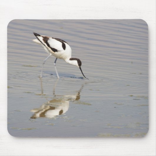 Akurvirostra avosetta mousepad (Vorne)