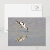 Akurvirostra avosetta postkarte (Vorne/Hinten)