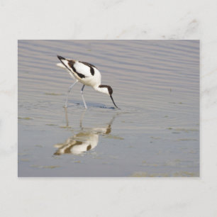 Akurvirostra avosetta postkarte