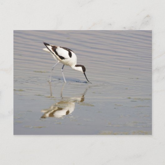 Akurvirostra avosetta postkarte (Vorderseite)