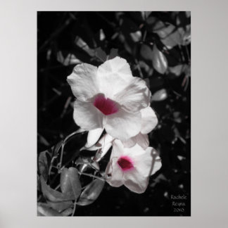 Akzentrierte Schönheit Poster