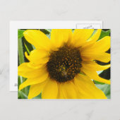 Akzentuierte Biene Postkarte (Vorne/Hinten)