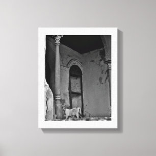 Al Balad Cat Leinwanddruck