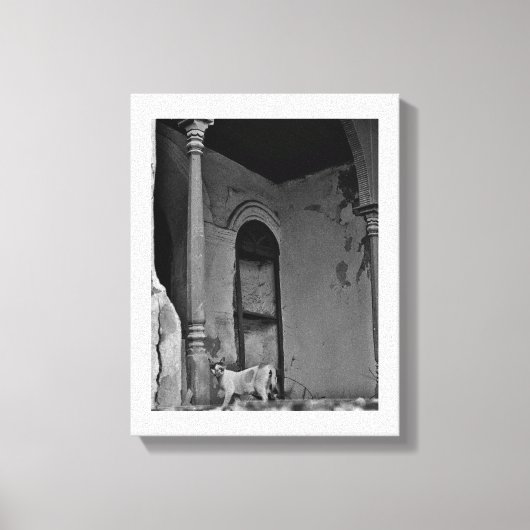 Al Balad Cat Leinwanddruck (Vorderseite)