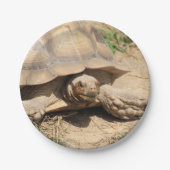 Ala aldabra pappteller (Vorderseite)